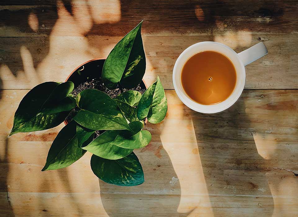 Brew Tea Company Suppliers